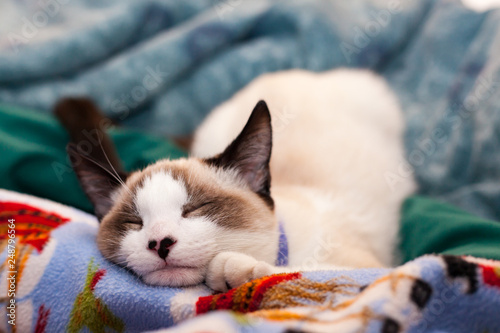 Slleeping siamese cat in blankets