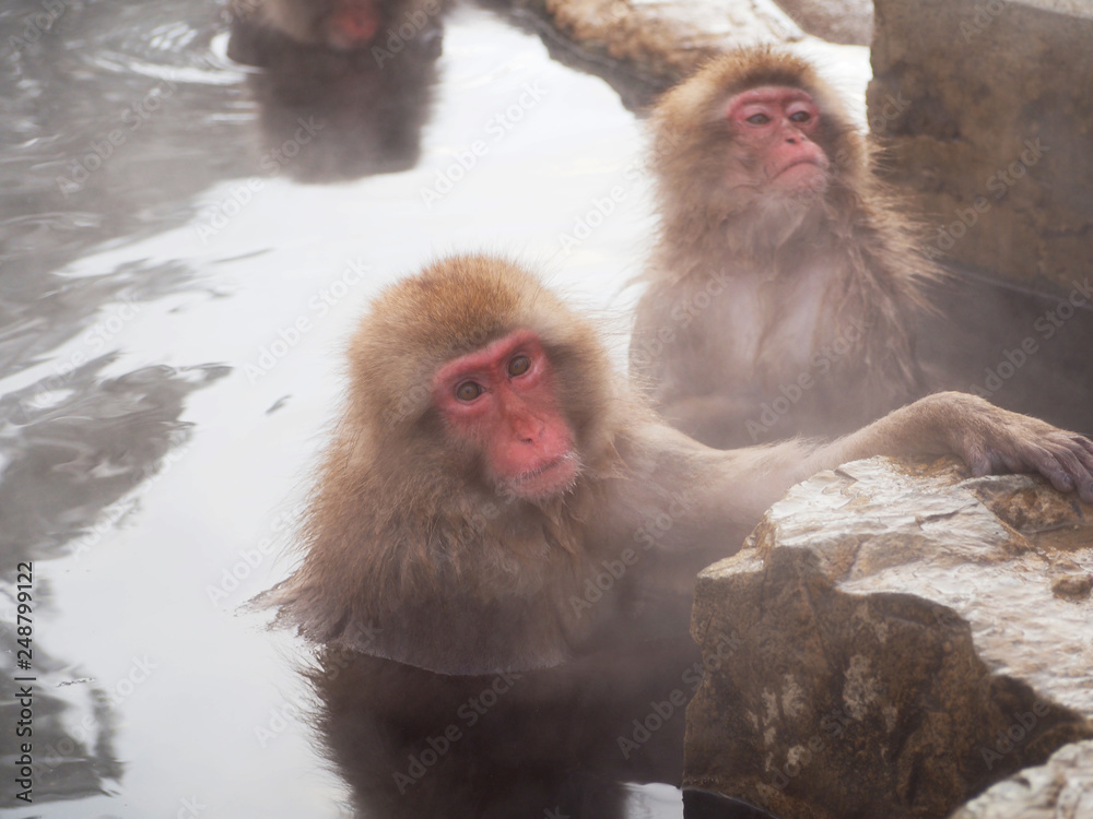 Naklejka premium Snow monkey at hot spring in Winter season.
