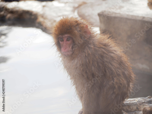 Snow monkey at hot spring in Winter season.