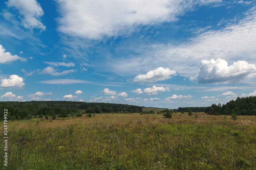 Green meadow and wheat field on a sunny day