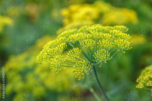 Dill blooming in the garden on a sunny day photo