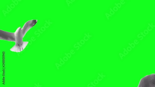 Many seagulls flying around. Green Screen. Background. Slow Motion.