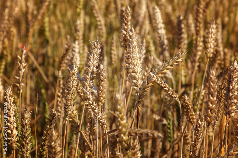 Obraz premium Ripe ears of wheat field as background