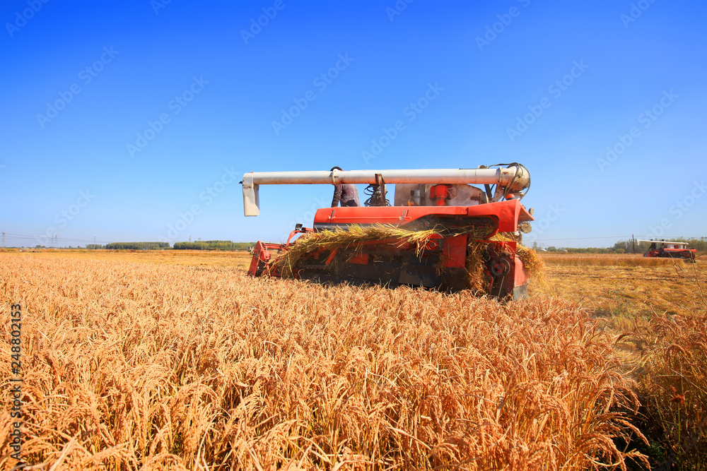 Obraz premium Harvester machine is harvesting rice