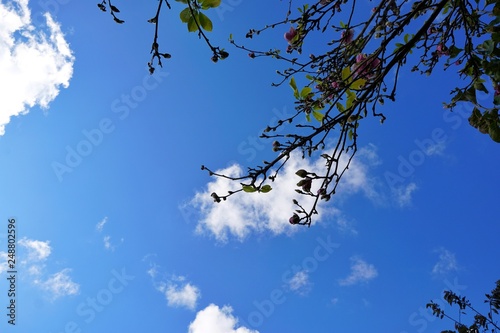 Tree silhouette on blue sky and cloud background  beautiful nature blue sky with trees  Looking up branch on sky background  pictured from Space for text in template  abstract wallpaper  Empty concept