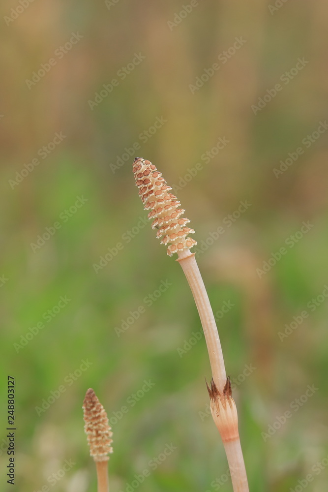 つくし　Common Horsetail