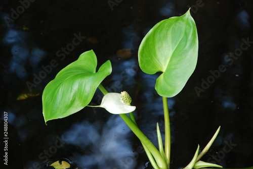 Isolated flower on the dark background