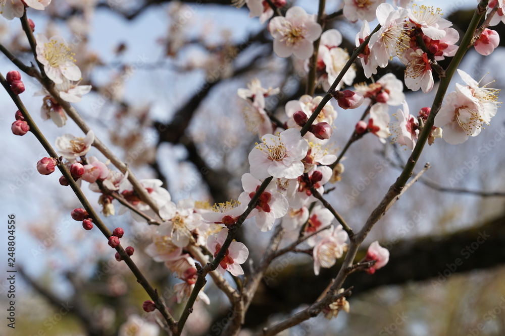 梅の花 梅の花
