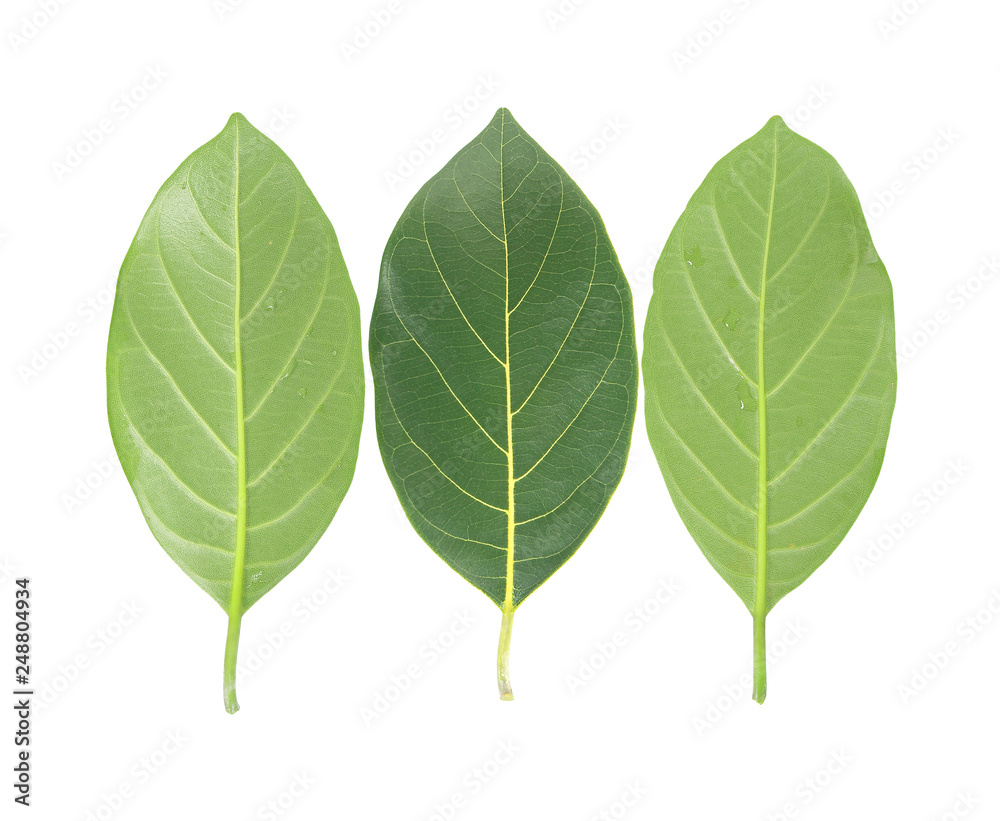 Green leaf isolated on white Green leaf isolated on white