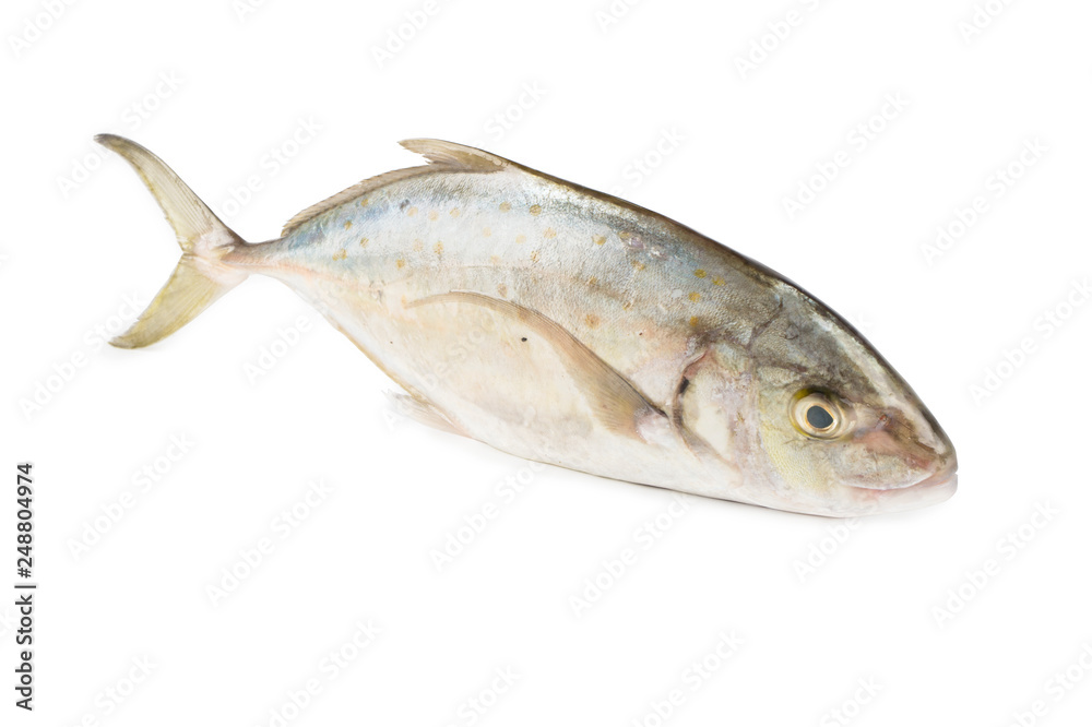Trevally whole fish isolated on white background