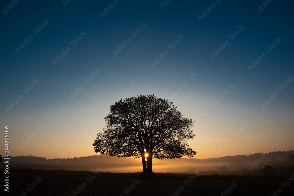 Fototapeta premium Black silhouettes, big trees in the meadow, and beautiful sky. Look relaxed, energetic and bright.