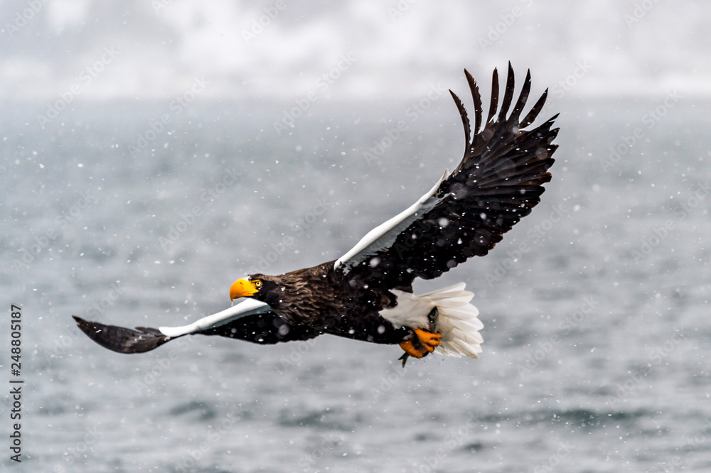 The Predatory Stellers Sea-eagle The Predatory Stellers Sea-eagle