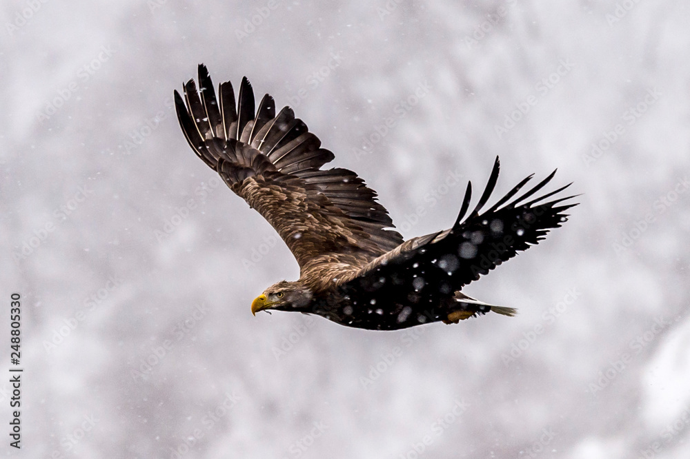 Obraz premium The Predatory White-talied Sea Eagle