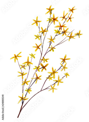 Forsythia hand drawn watercolor floral illustration.  Element for design of greeting cards, invitations for weddings, holidays,  valentines day. Isolated object.
