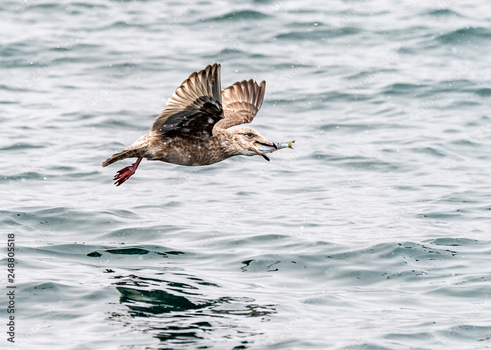 Fototapeta premium The Predatory Seagulls