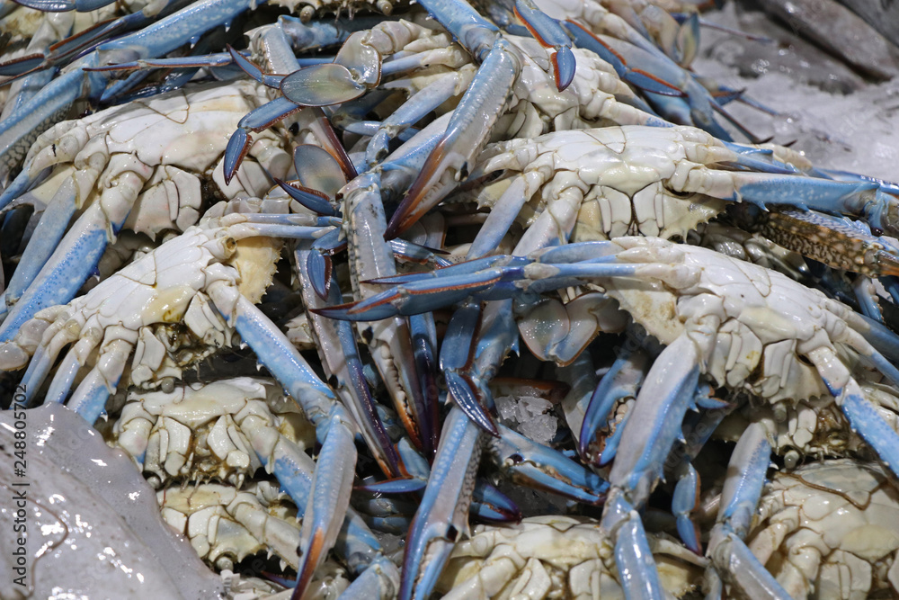 blue crabs for sell in a market stall blue crabs for sell in a market stall