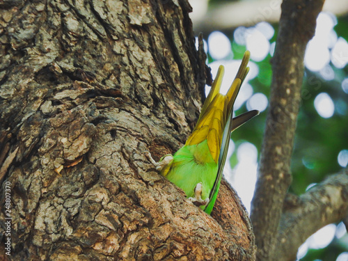 Foto Parakeet in hallow of tree