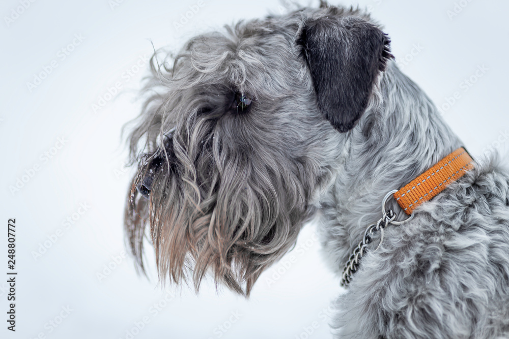 Portrait of Czech Terrier