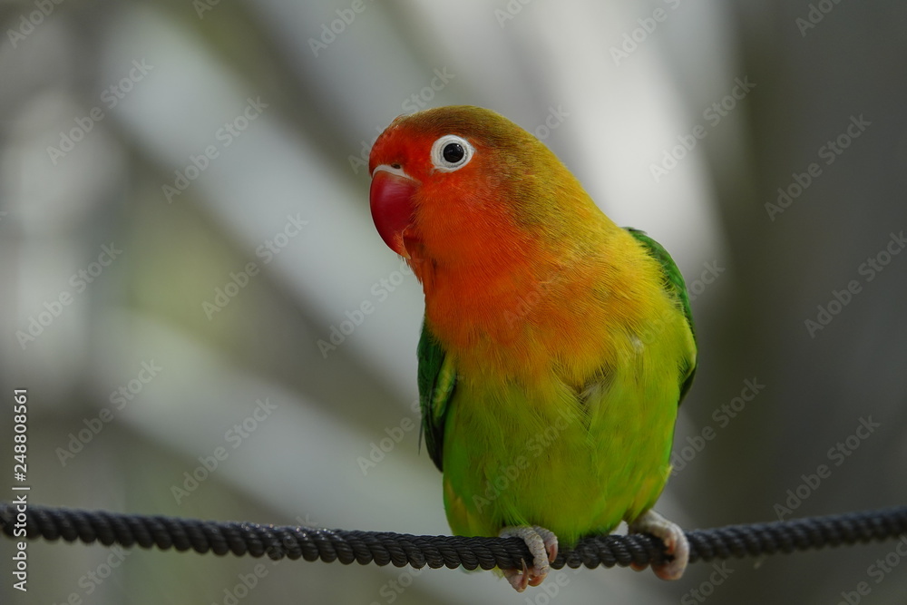 colorful birds on playground colorful birds on playground