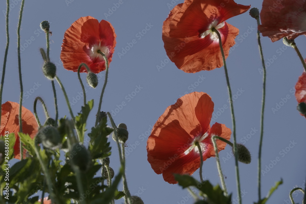 Obraz premium colorful coquelicot flowers blossom in dalat