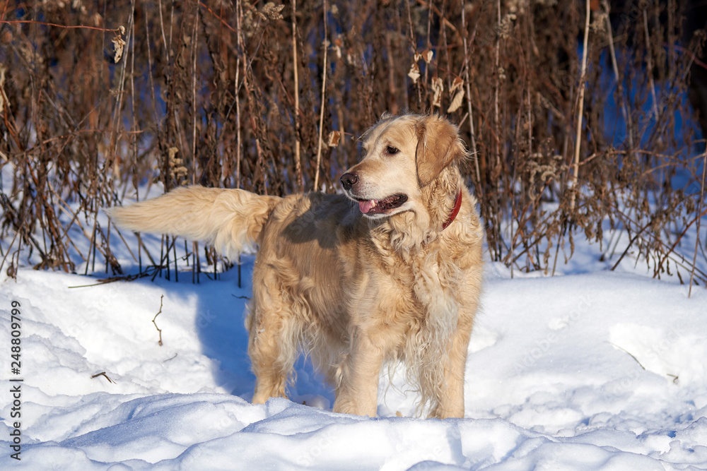 Retriever in winter in the Park for a walk. Snow and sun