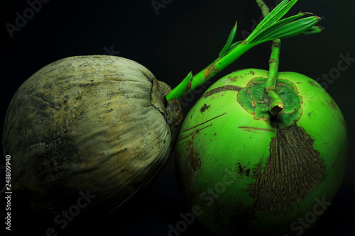 Thai coconut on black background for decoration.
