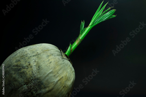 Thai coconut on black background for decoration.