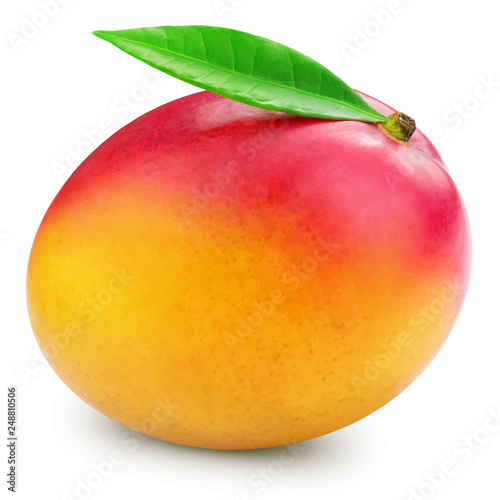 Mango vector illustration