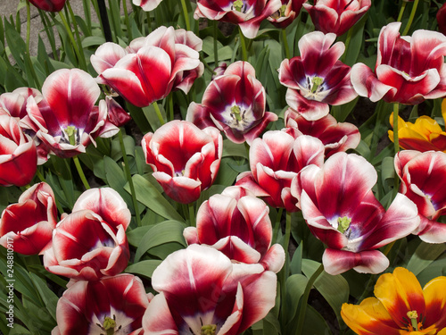 colorful tulips flowers blooming in a garden