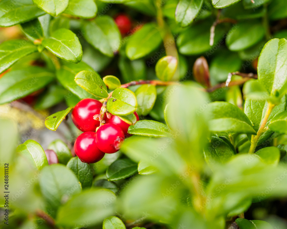 Cowberry ( Vaccinium vitis-idaea, Lingonberry, Partridgeberry). Fresh wild Organic lingonberry in forest. non GMO. Vegetation of North America, Scandinavia and Russia.