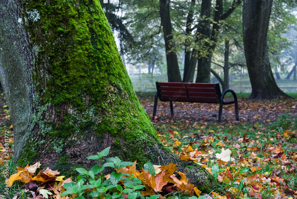 piękna jesień w parku, ławka - obrazy, fototapety, plakaty 