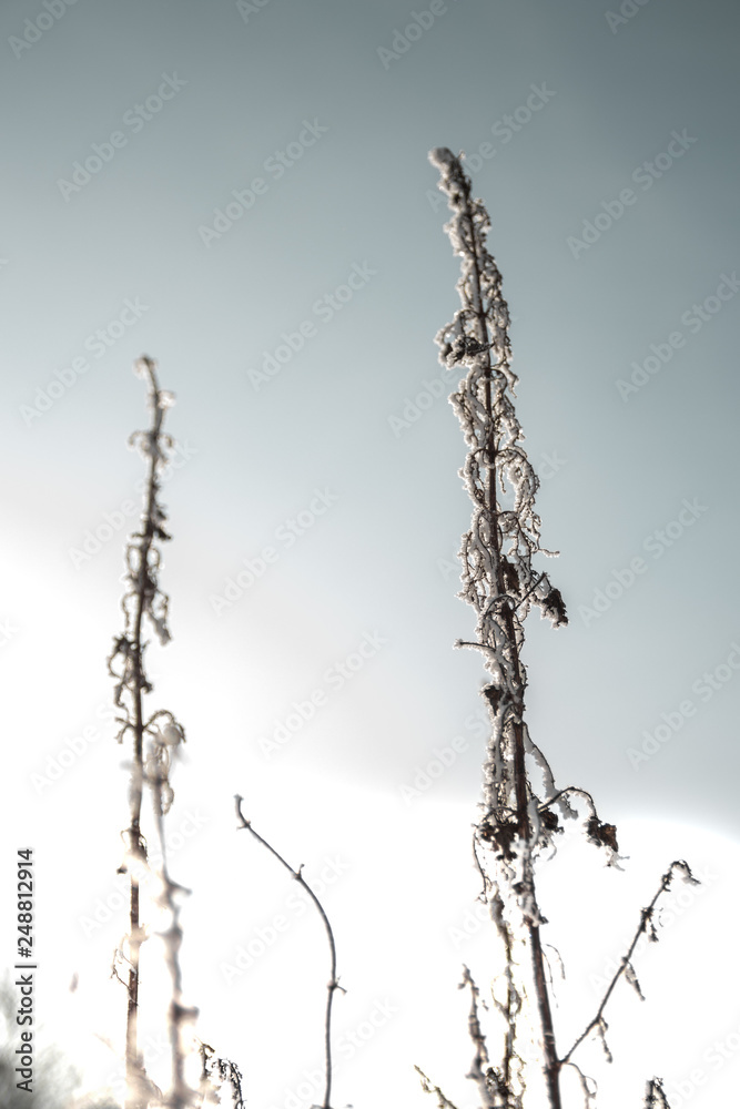 Fototapeta premium winter landscape