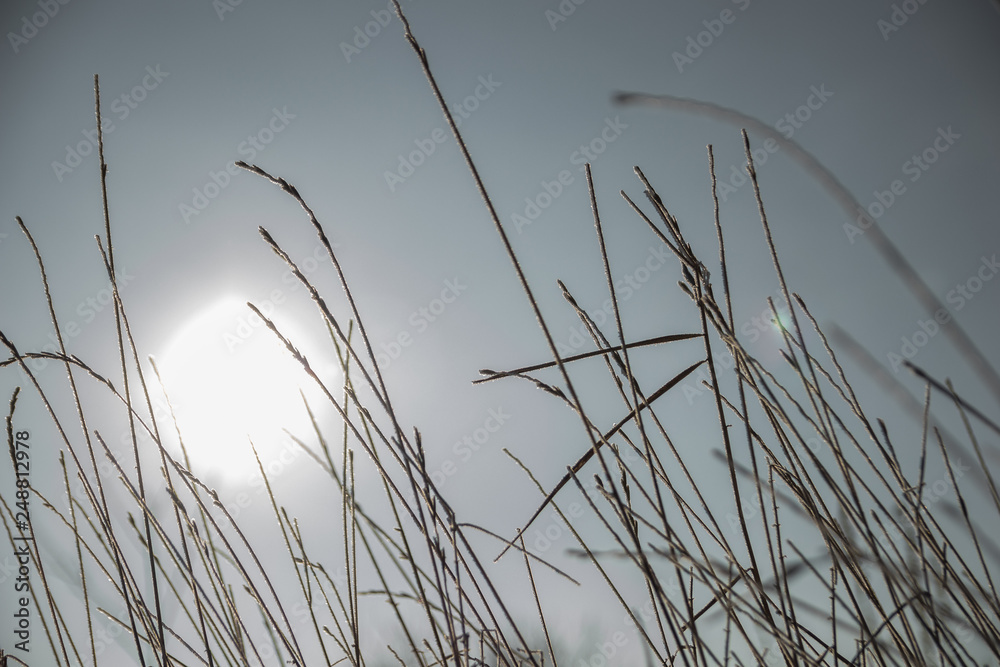 Fototapeta premium winter landscape