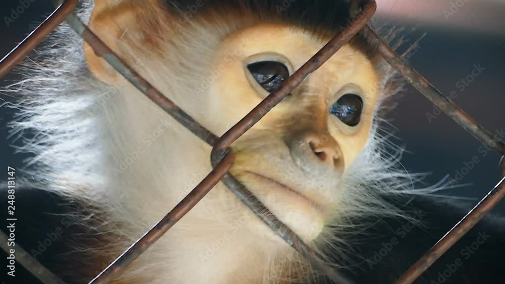 Sad Red-shanked douc langur sit and looking out through the cage.