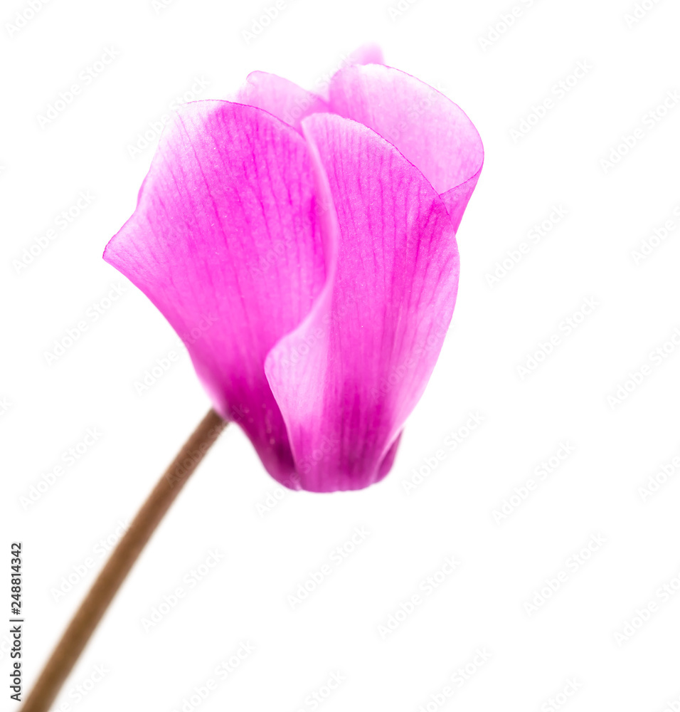 pink flower on white background pink flower on white background