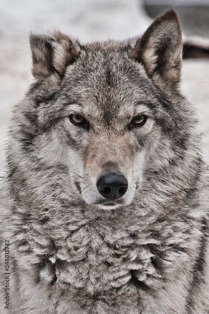 Closeup portrait of a wolf,  head of a powerful proud predator,