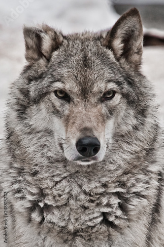 Closeup portrait of a wolf, head of a powerful proud predator,