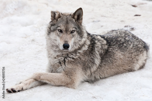 A female wolf lies in the snow, a proud animal looks forward with a clear look, © Mikhail Semenov