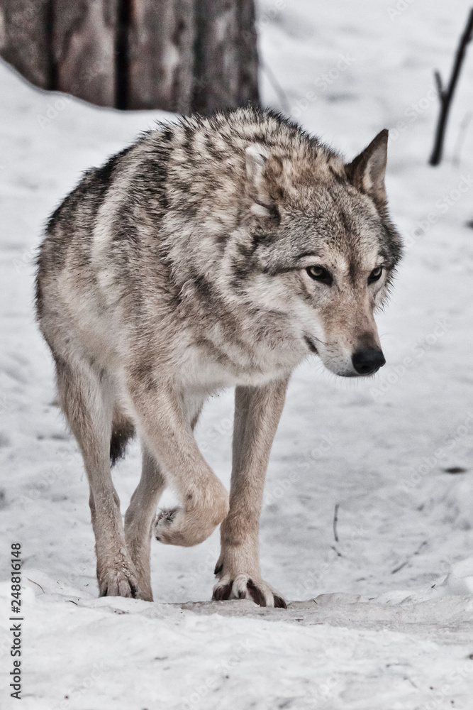 A strict female wolf goes straight up on you in front of a close-up of the snow.