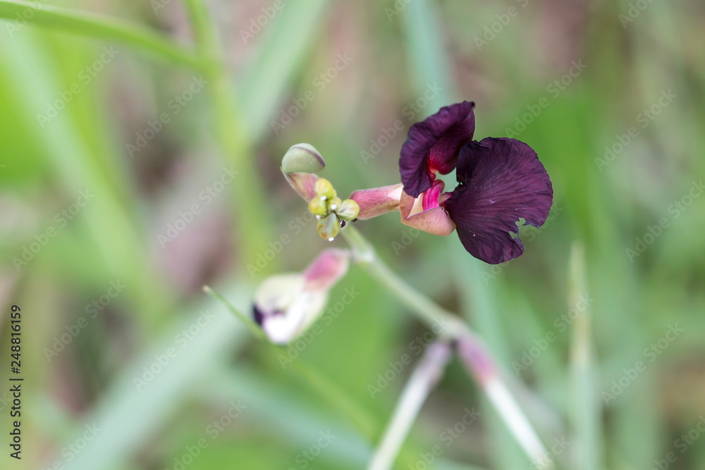 Photo of Lathyroides macroptilium. Photo of Lathyroides macroptilium.