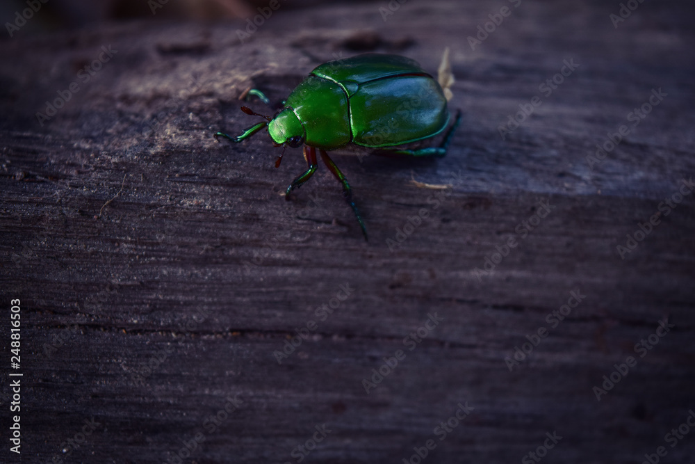 insect green to fly insect green to fly