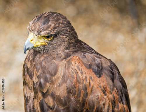 Head shot of a brown bird of prey in captivity  © yackers1