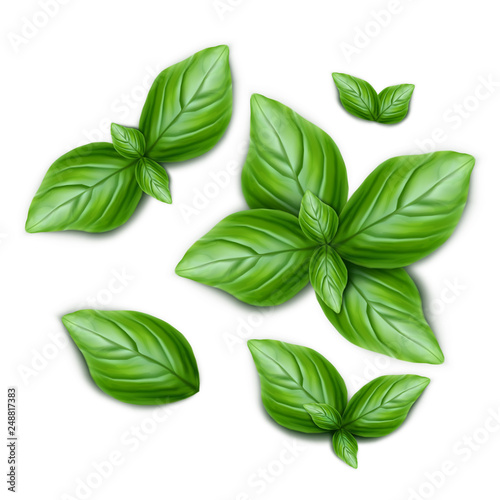 Valokuva Set of green basil leaves