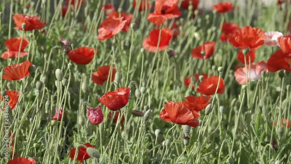 colorful coquelicot flowers blossom in dalat colorful coquelicot flowers blossom in dalat