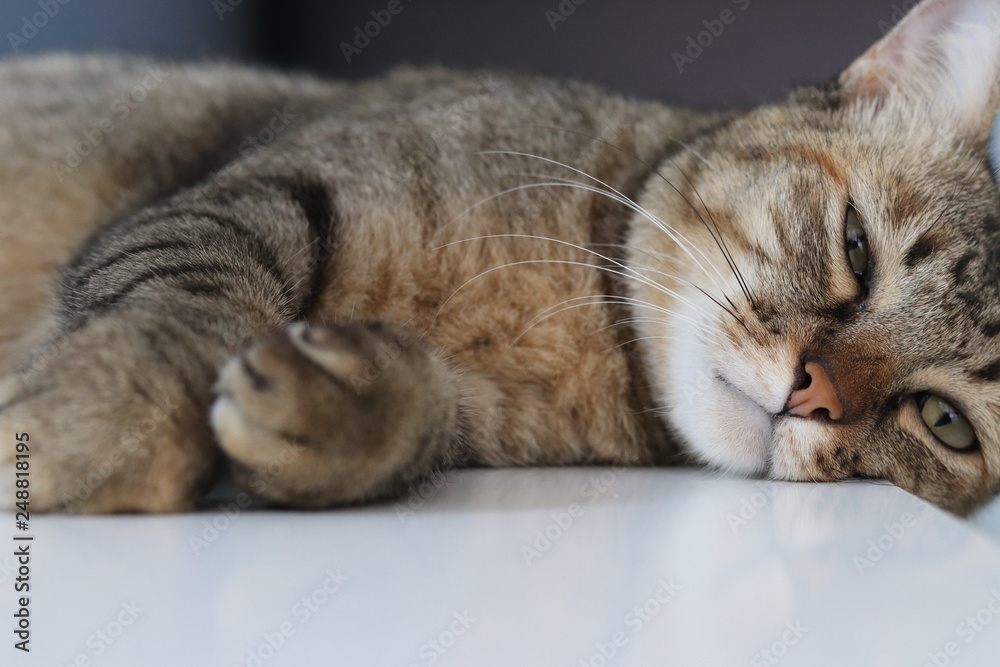 the lazy cat is sleeping on the bed the lazy cat is sleeping on the bed