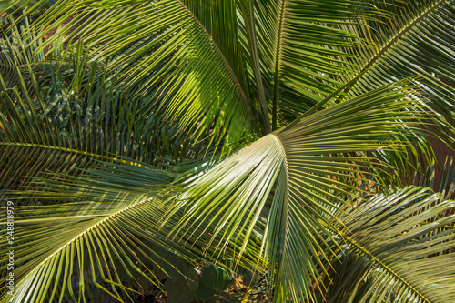 fresh green palm tree in jungle close up