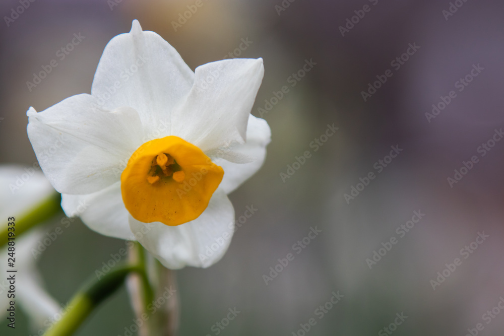 Japanese Narcissus flowers are blooming on the lawn. Winter season. Japanese Narcissus flowers are blooming on the lawn. Winter season.