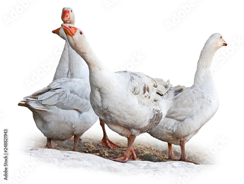 Some white geese, contoured on white background