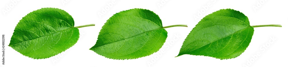Apple leaf isolated Apple leaf isolated