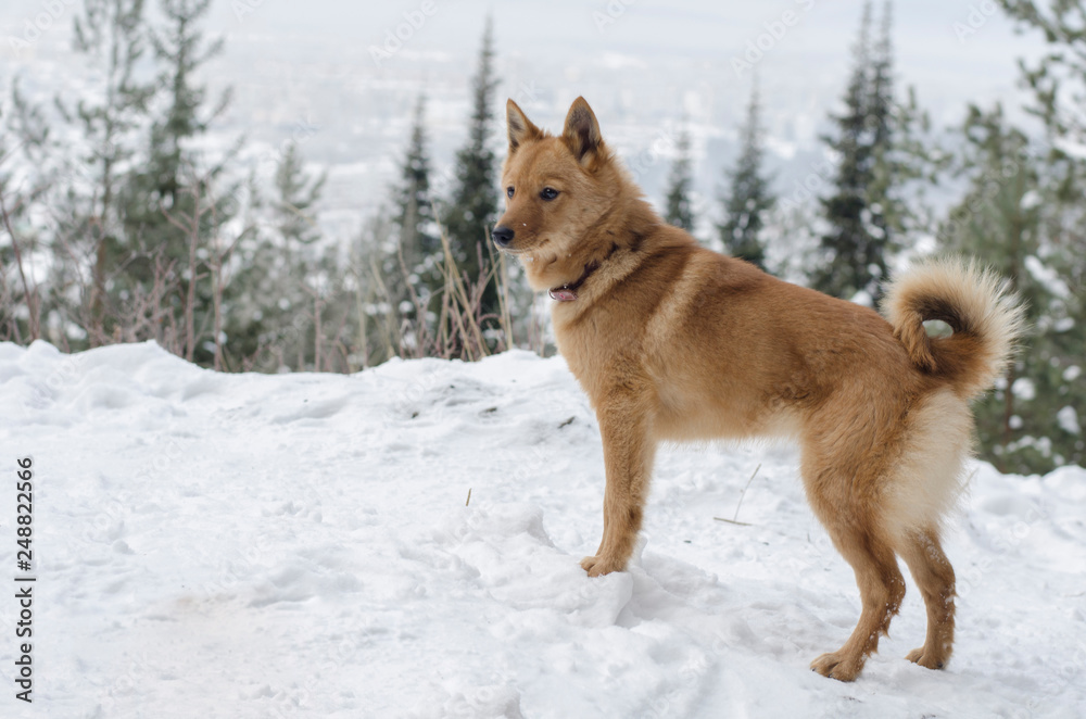 Young Karelo-Finnish Laika dog with tail ring staying on the hill in the winter forest